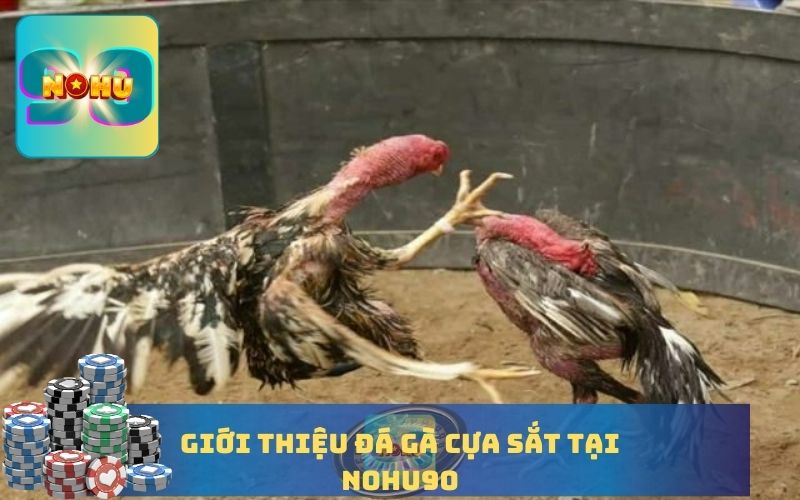 GIỚI THIỆU ĐÁ GÀ CỰA SẮT NOHU90