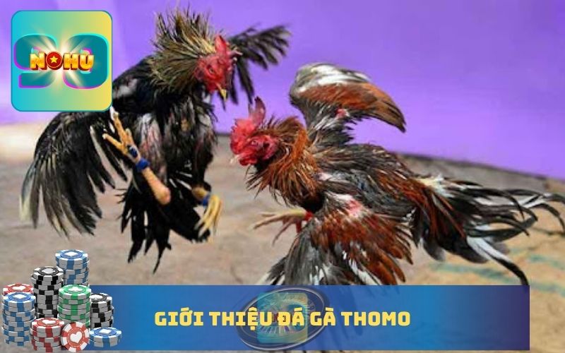 GIỚI THIỆU ĐÁ GÀ THOMO TẠI NOHU90